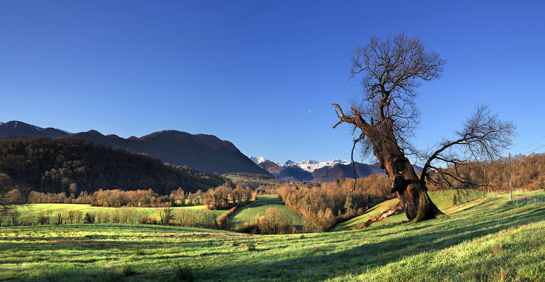 Lys et son abre magnifique © Photographie Stockli Lys et son abre magnifique