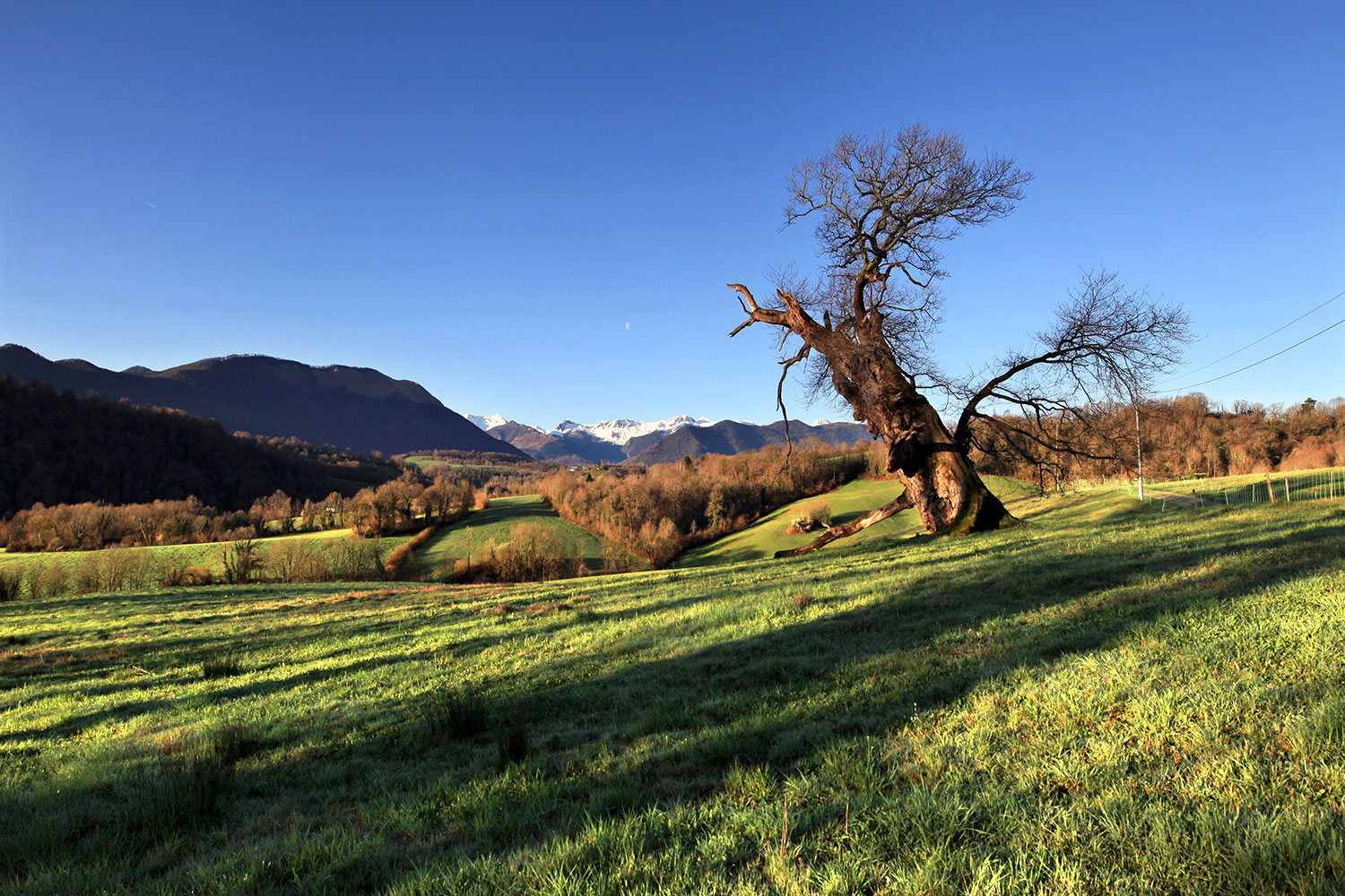 Lys et son abre magnifique © Photographie Stockli Lys et son abre magnifique