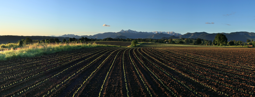 Champs de maïs au printemps avec le pic du Midi de Bigorre