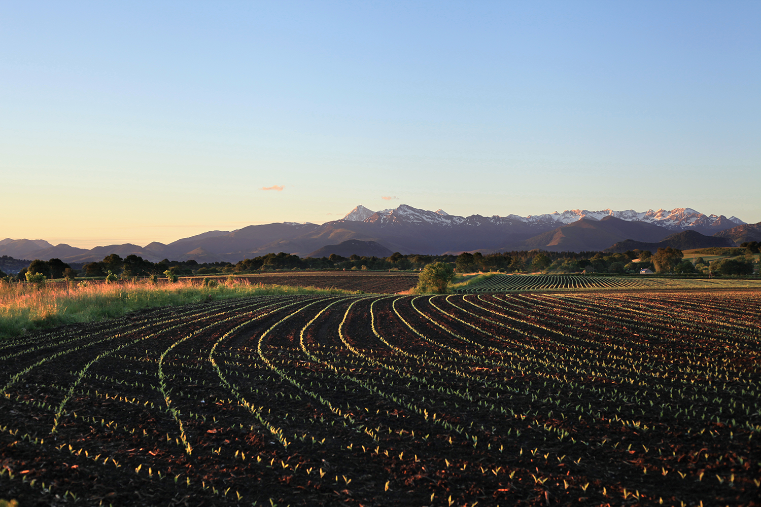 Des sillons entre Béarn et Bigorre © Photographie Stockli Champs de maïs au printemps avec le pic du Midi de Bigorre
