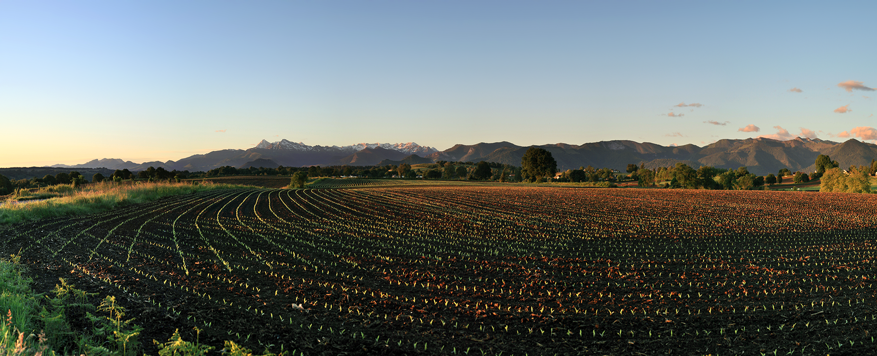 Des sillons entre Béarn et Bigorre © Photographie Stockli Champs de maïs au printemps avec le pic du Midi de Bigorre