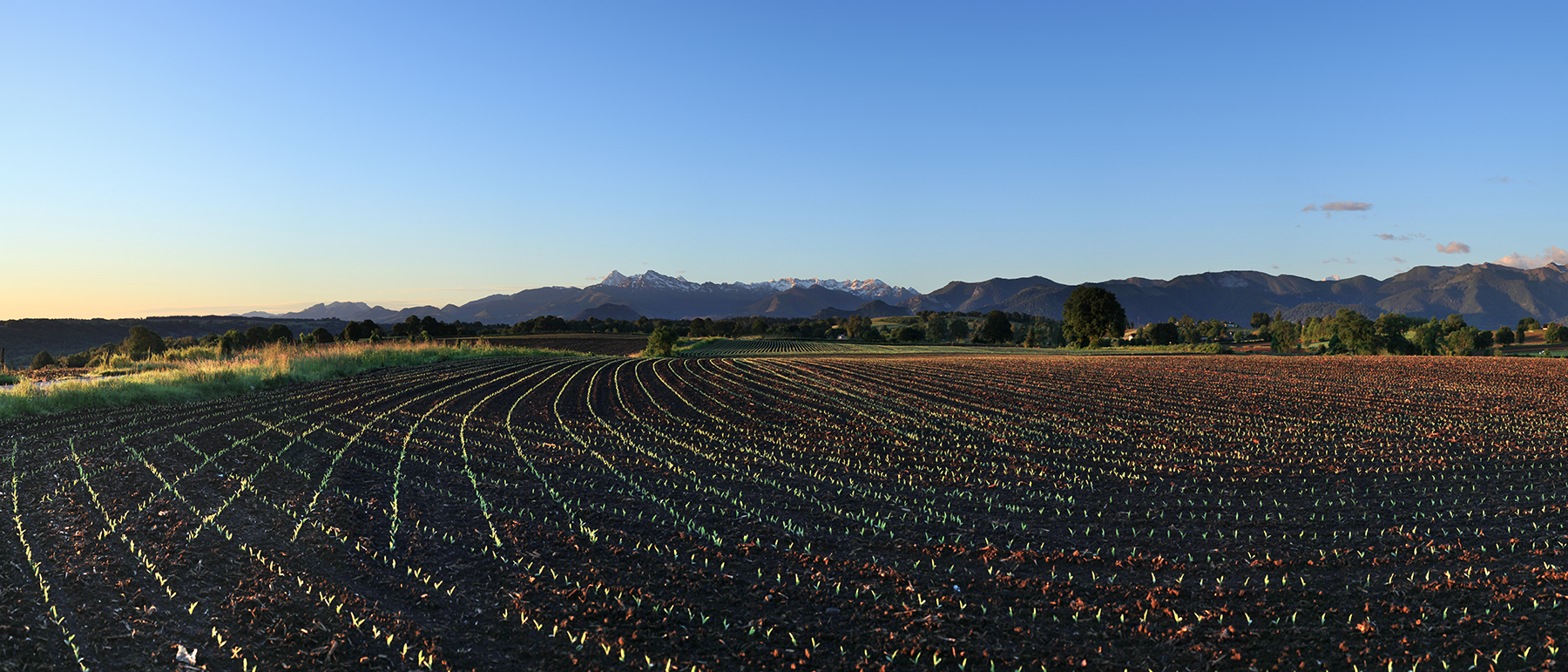 Des sillons entre Béarn et Bigorre © Photographie Stockli Champs de maïs au printemps avec le pic du Midi de Bigorre