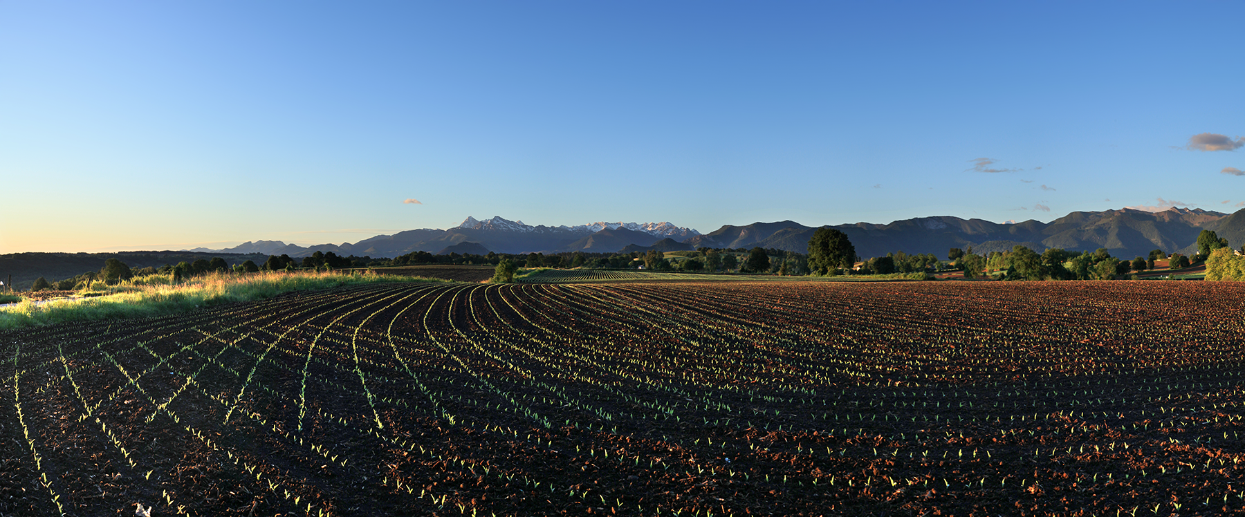 Des sillons entre Béarn et Bigorre © Photographie Stockli Champs de maïs au printemps avec le pic du Midi de Bigorre