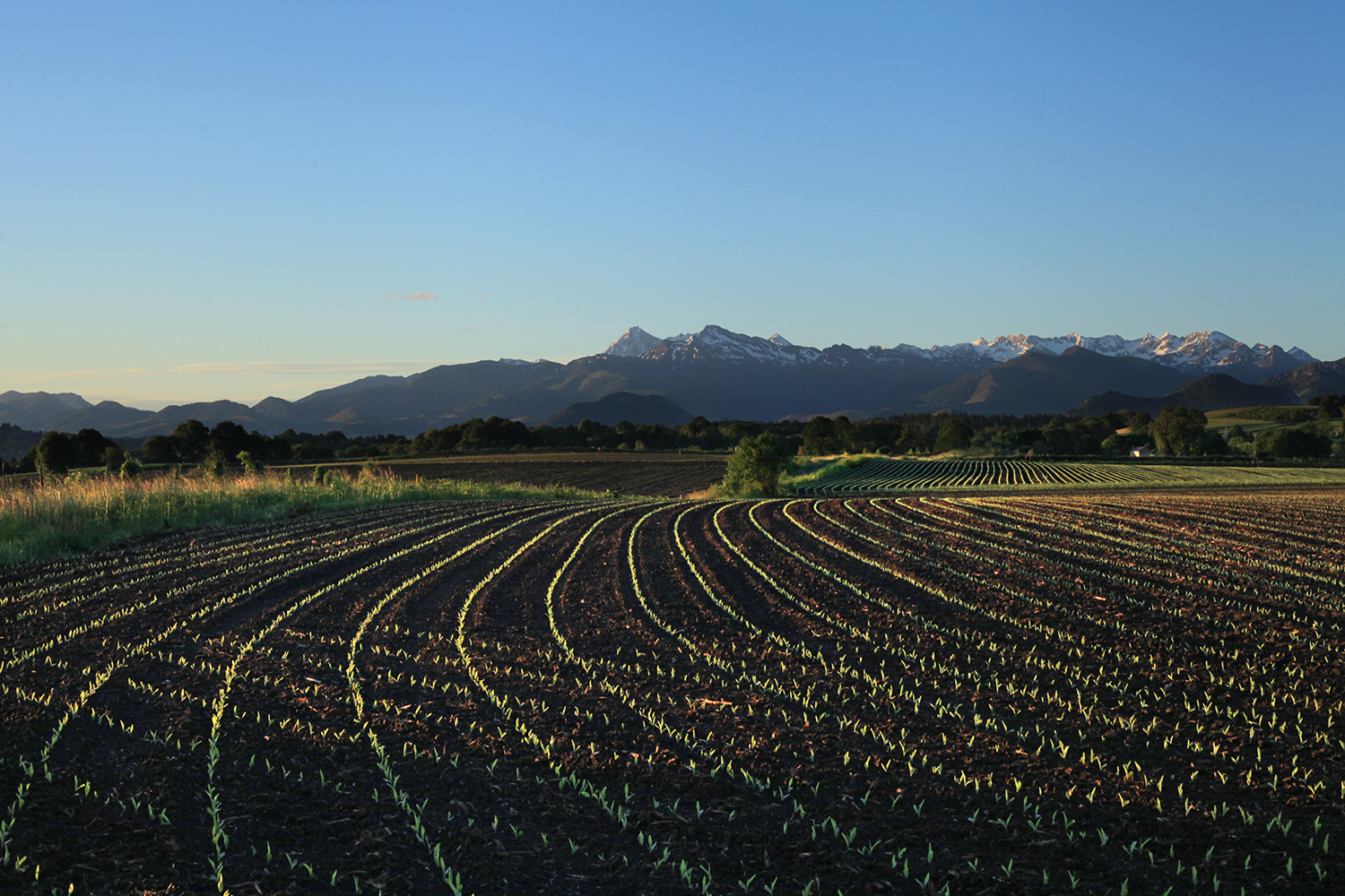Des sillons entre Béarn et Bigorre © Photographie Stockli Champs de maïs au printemps avec le pic du Midi de Bigorre