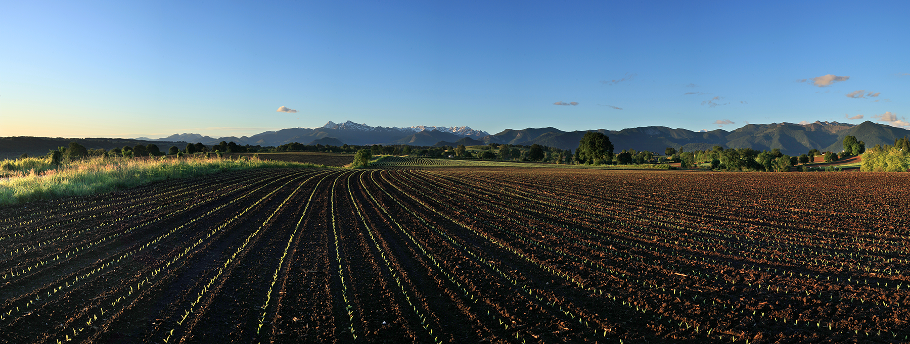 Des sillons entre Béarn et Bigorre © Photographie Stockli Champs de maïs au printemps avec le pic du Midi de Bigorre